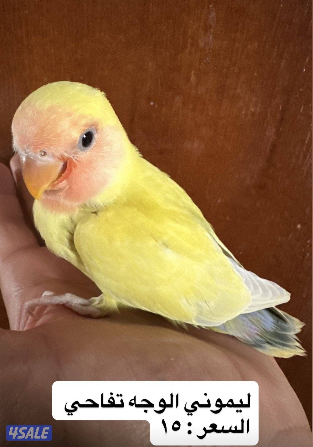 فروخ اللوف بيرد عس2