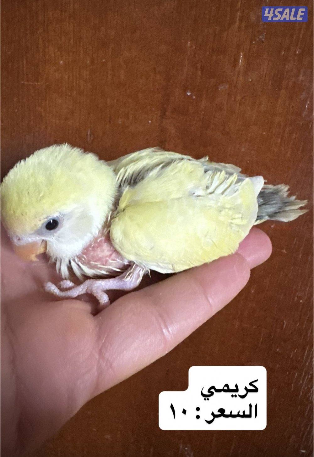 فروخ اللوف بيرد عس3