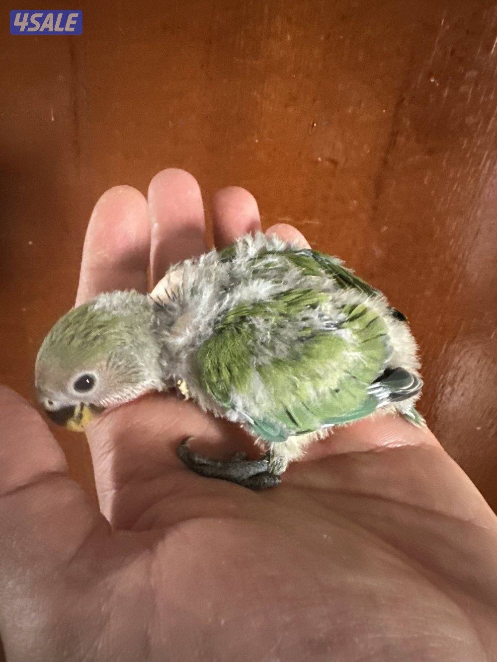 فروخ اللوف بيرد عس4