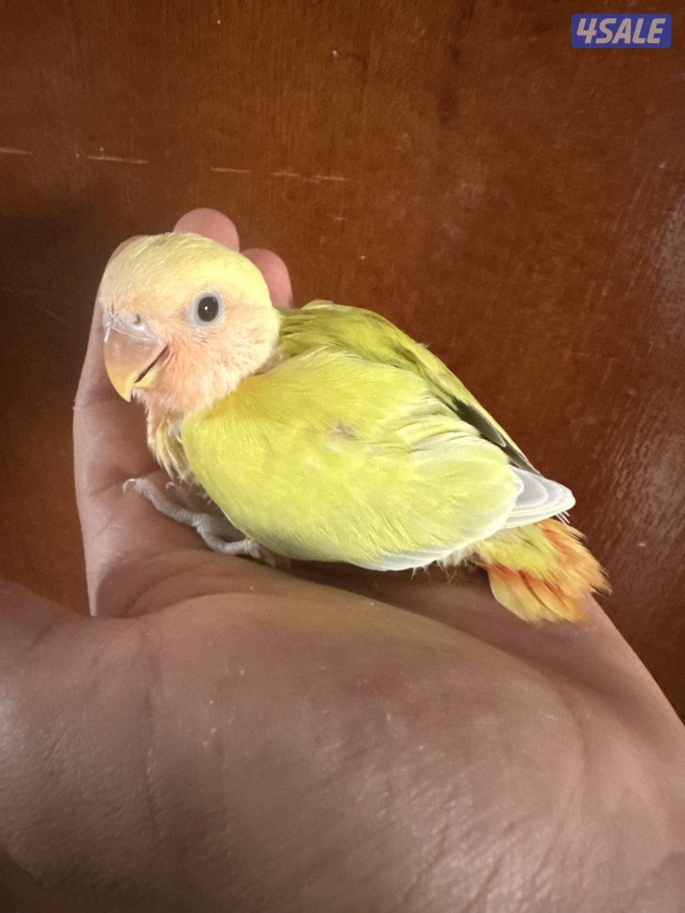 فروخ اللوف بيرد عس5