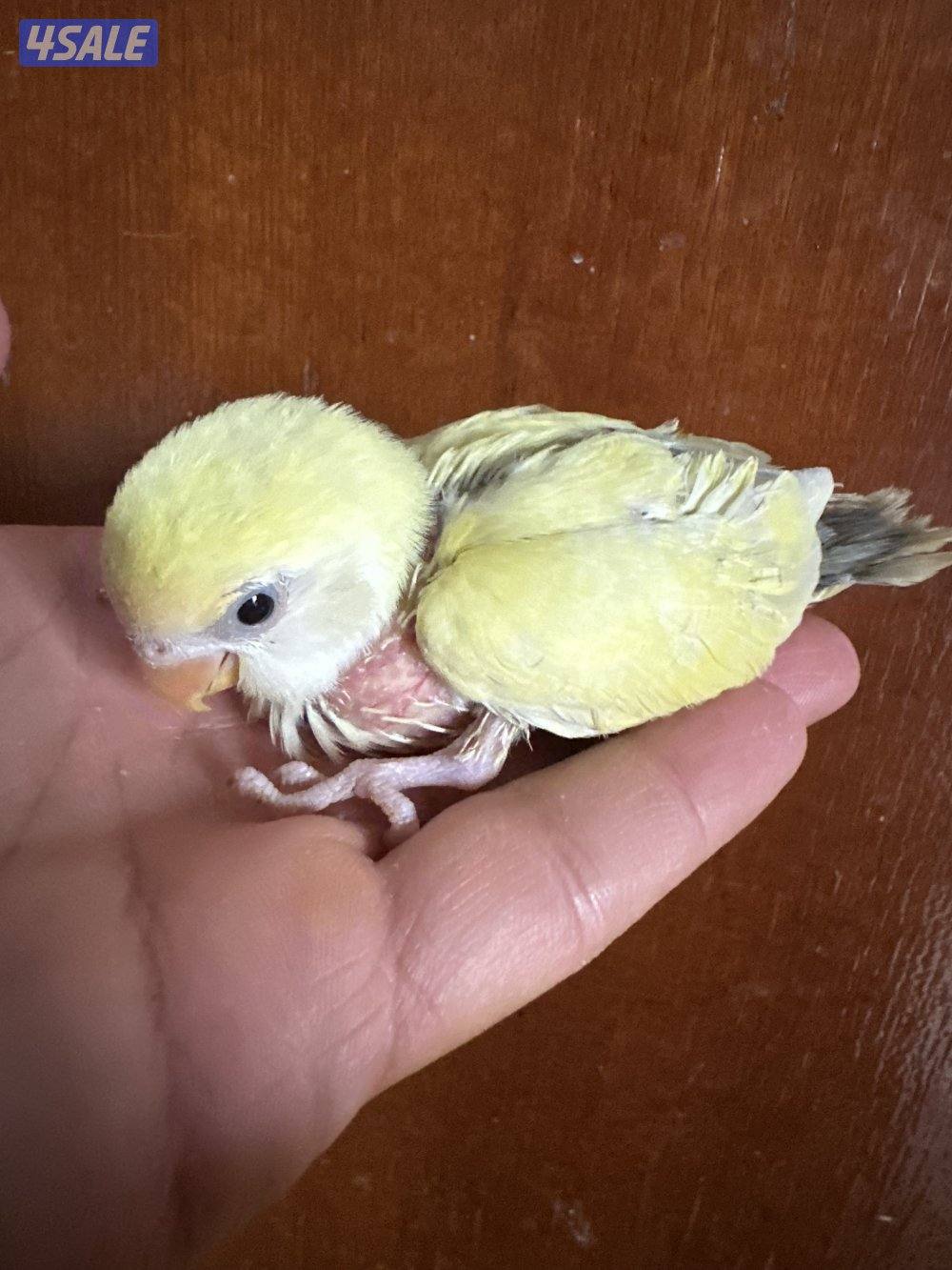 فروخ اللوف بيرد عس7