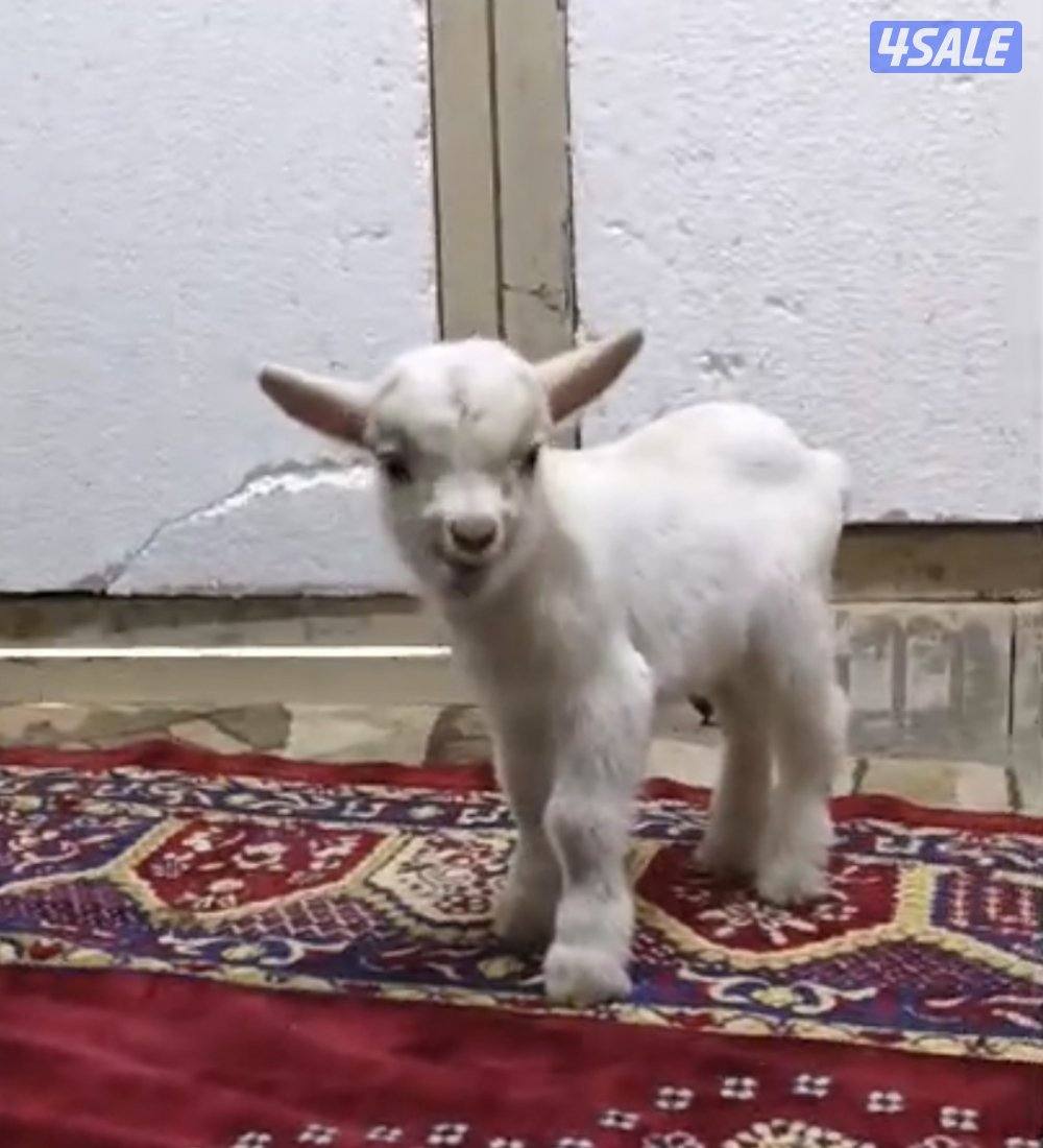 للبيع جفرتين جيكيات قزام لعبوب و يشربون حليب و الصحه ممتازة1