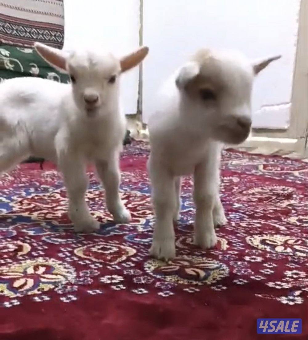 للبيع جفرتين جيكيات قزام لعبوب و يشربون حليب و الصحه ممتازة3