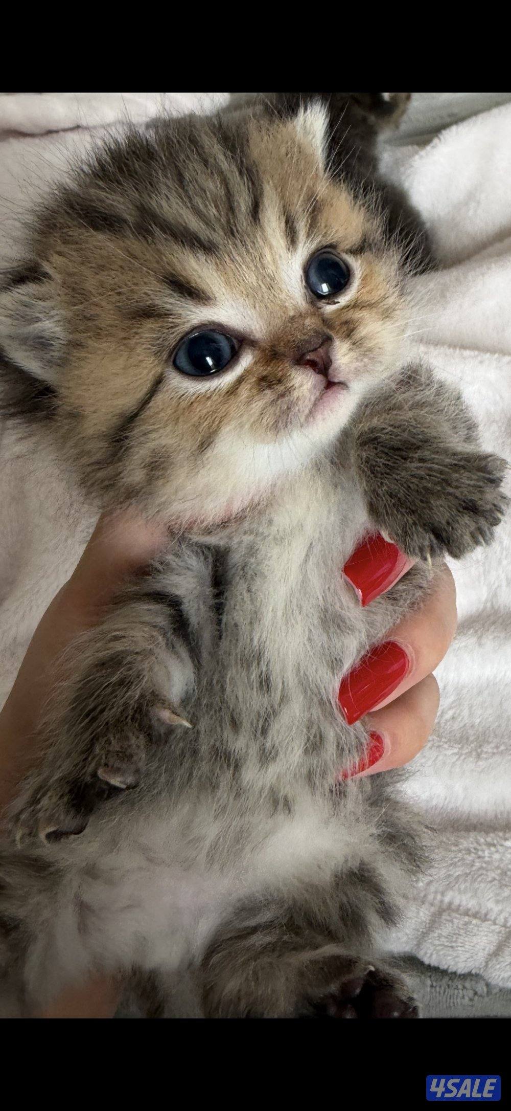 قطوه برتش شورت هير0