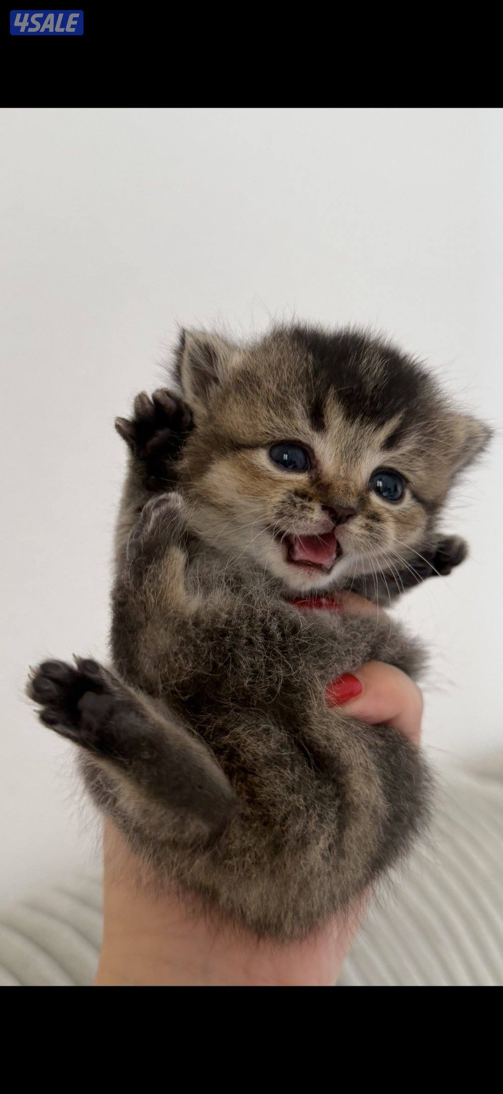 قطوه برتش شورت هير1