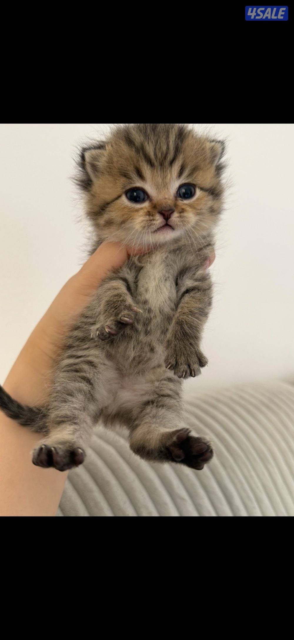 قطوه برتش شورت هير2