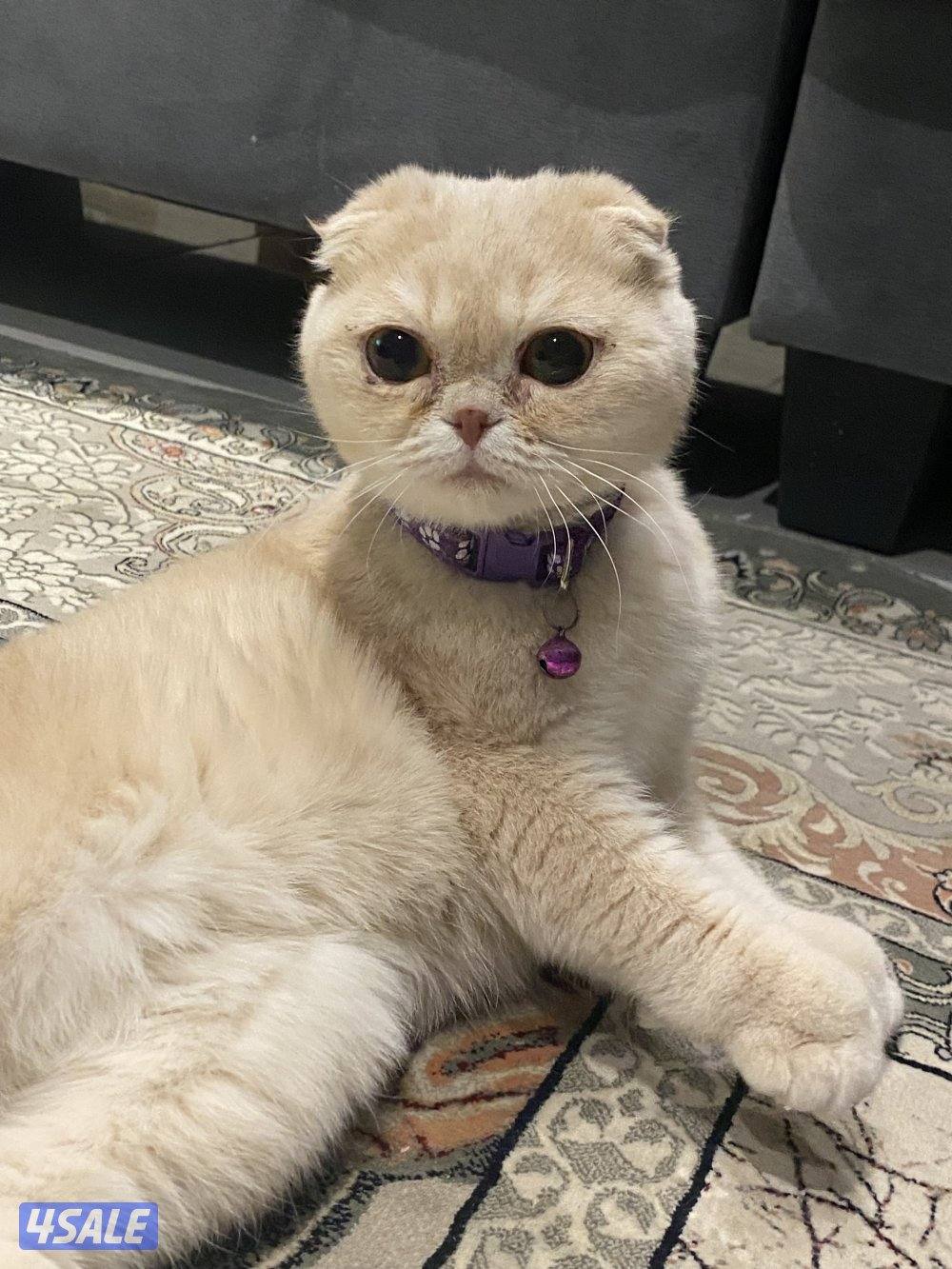 قطه للبيع اقرأ الوصف  ب 500