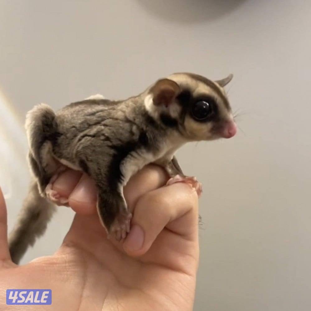 للبيع شوقر قلايدر - سنجاب  طائر0