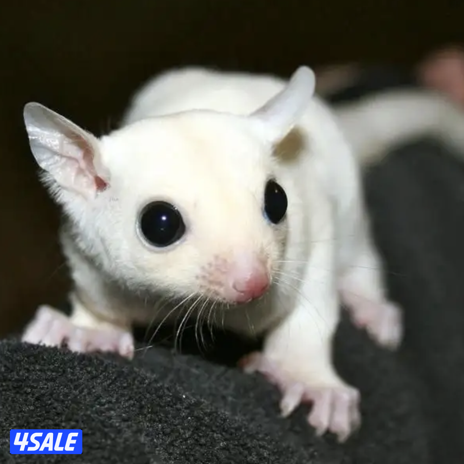 للبيع شوقر قلايدر - سنجاب  طائر1