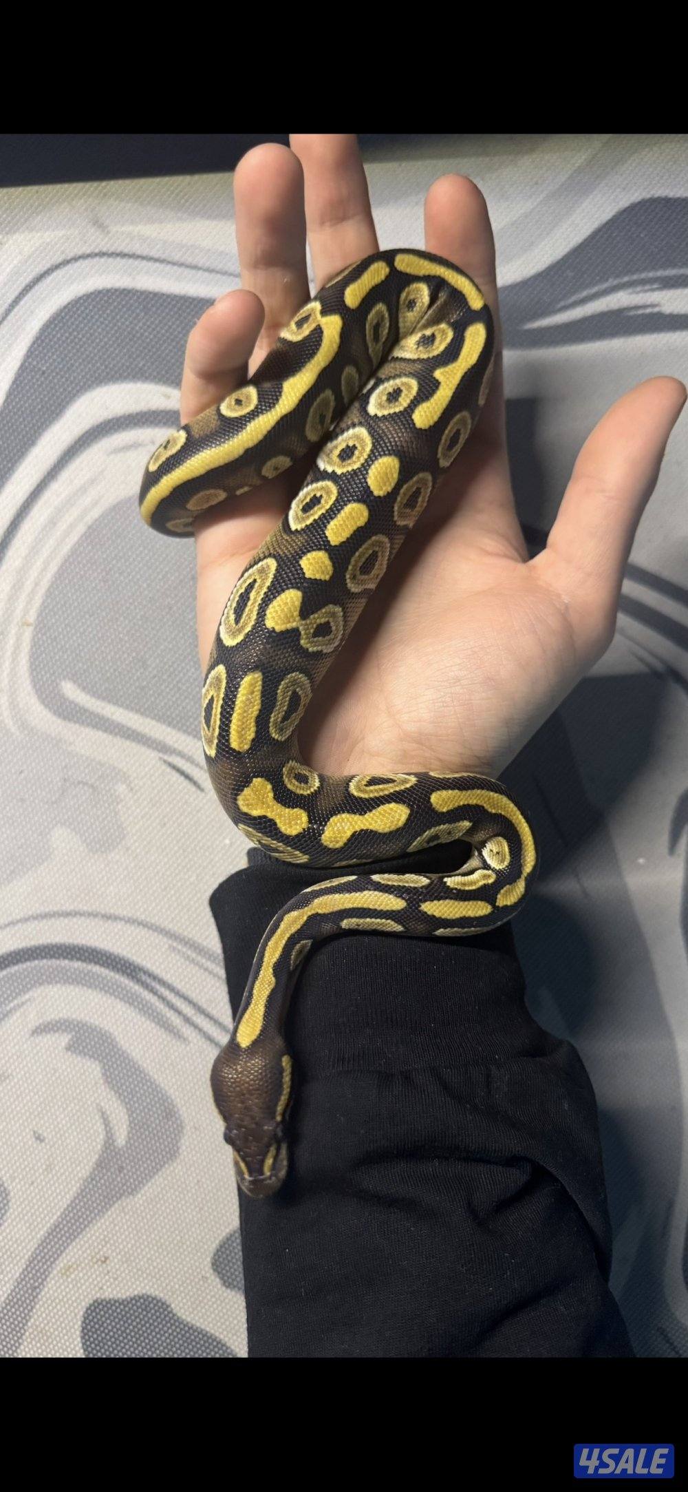 حيه بول بايثن موهافي0