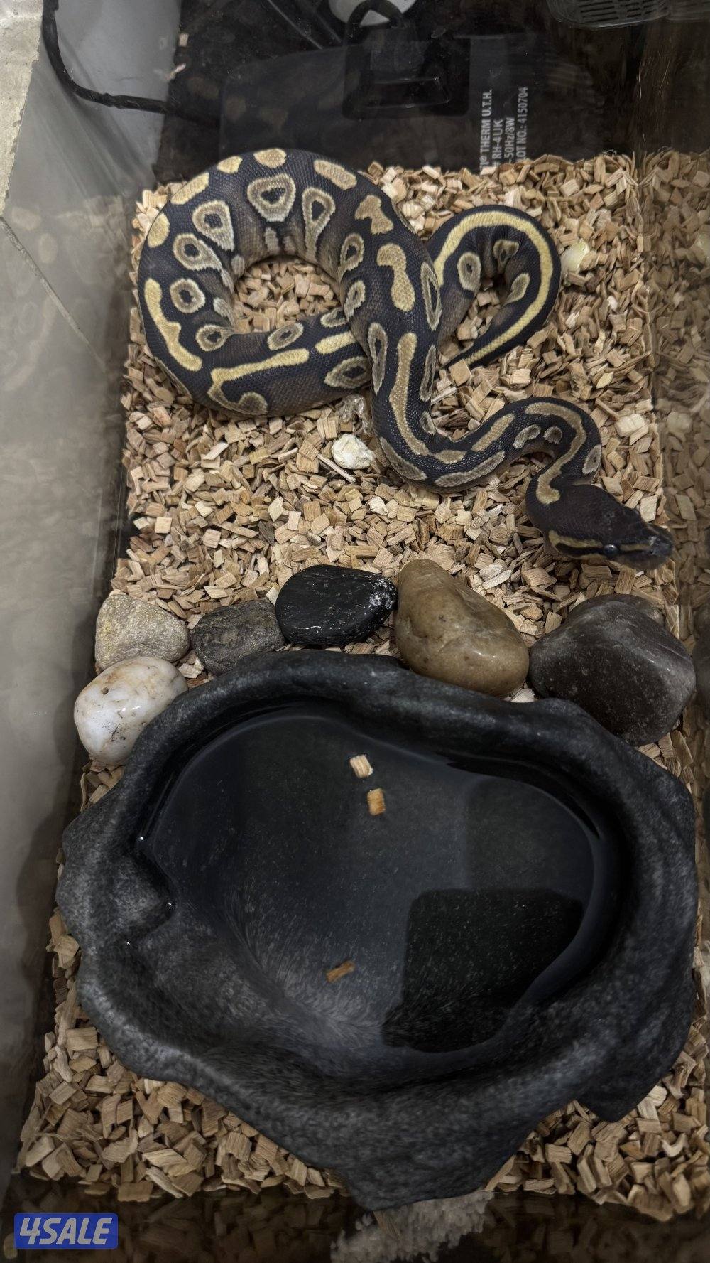 حيه بول بايثن موهافي1