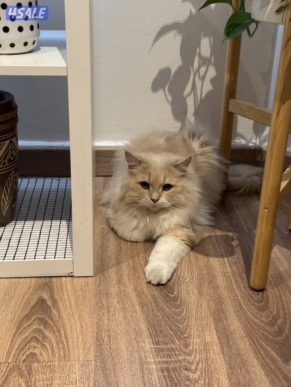 قطط للتبني - تيكسيدو ذكر - شيرازي معقم ذكر2