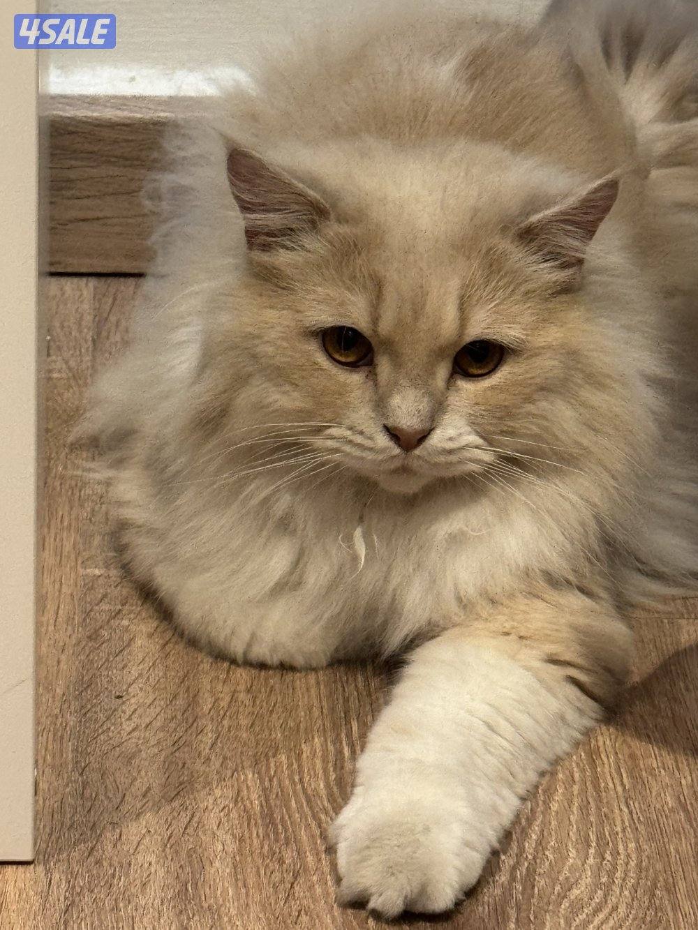 قطط للتبني - تيكسيدو ذكر - شيرازي معقم ذكر3