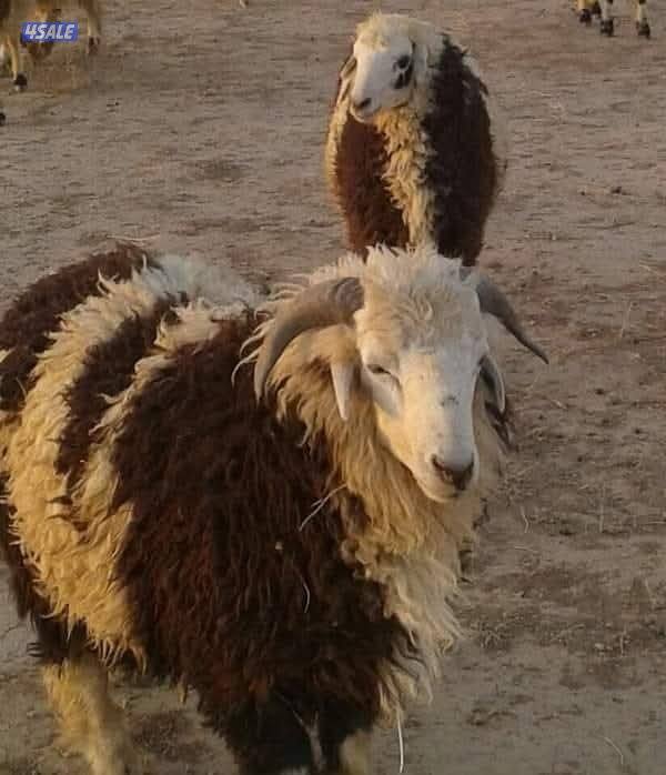 "للبيع ذبايح الخير" خرفان نعيمي خرفان شفالي ذبيحتك لباب بيتك🐏🐏🐏0