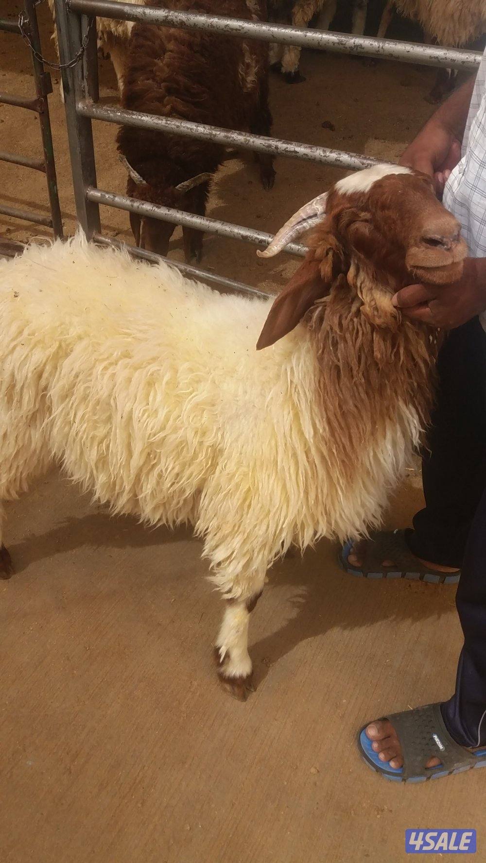 "للبيع ذبايح الخير" خرفان نعيمي خرفان شفالي ذبيحتك لباب بيتك🐏🐏🐏1
