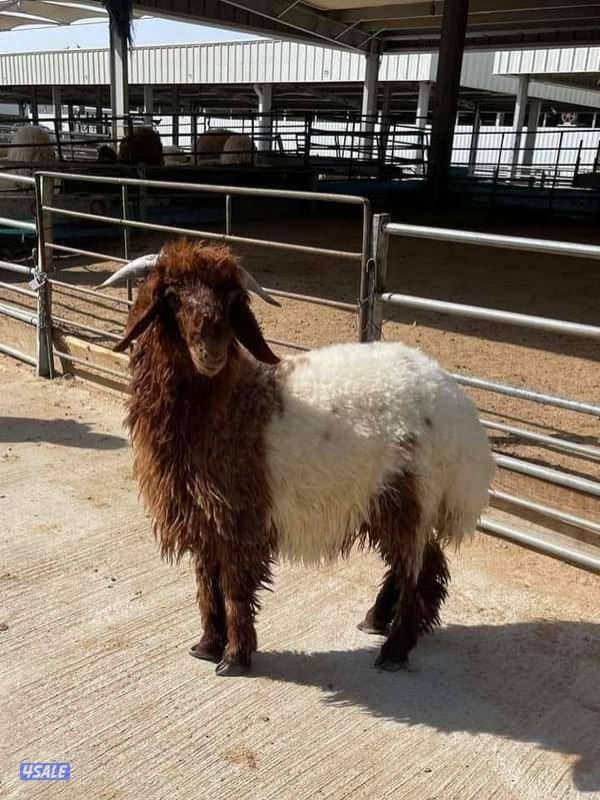 "للبيع ذبايح الخير" خرفان نعيمي خرفان شفالي ذبيحتك لباب بيتك🐏🐏🐏2