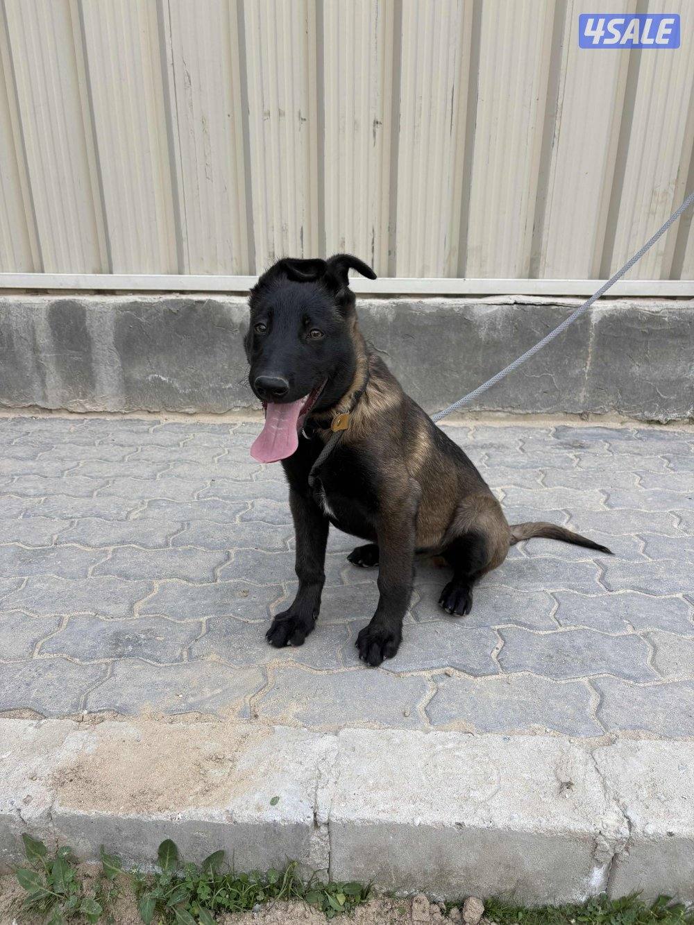 جرو مالينوا 3 شهور لون و جسم0