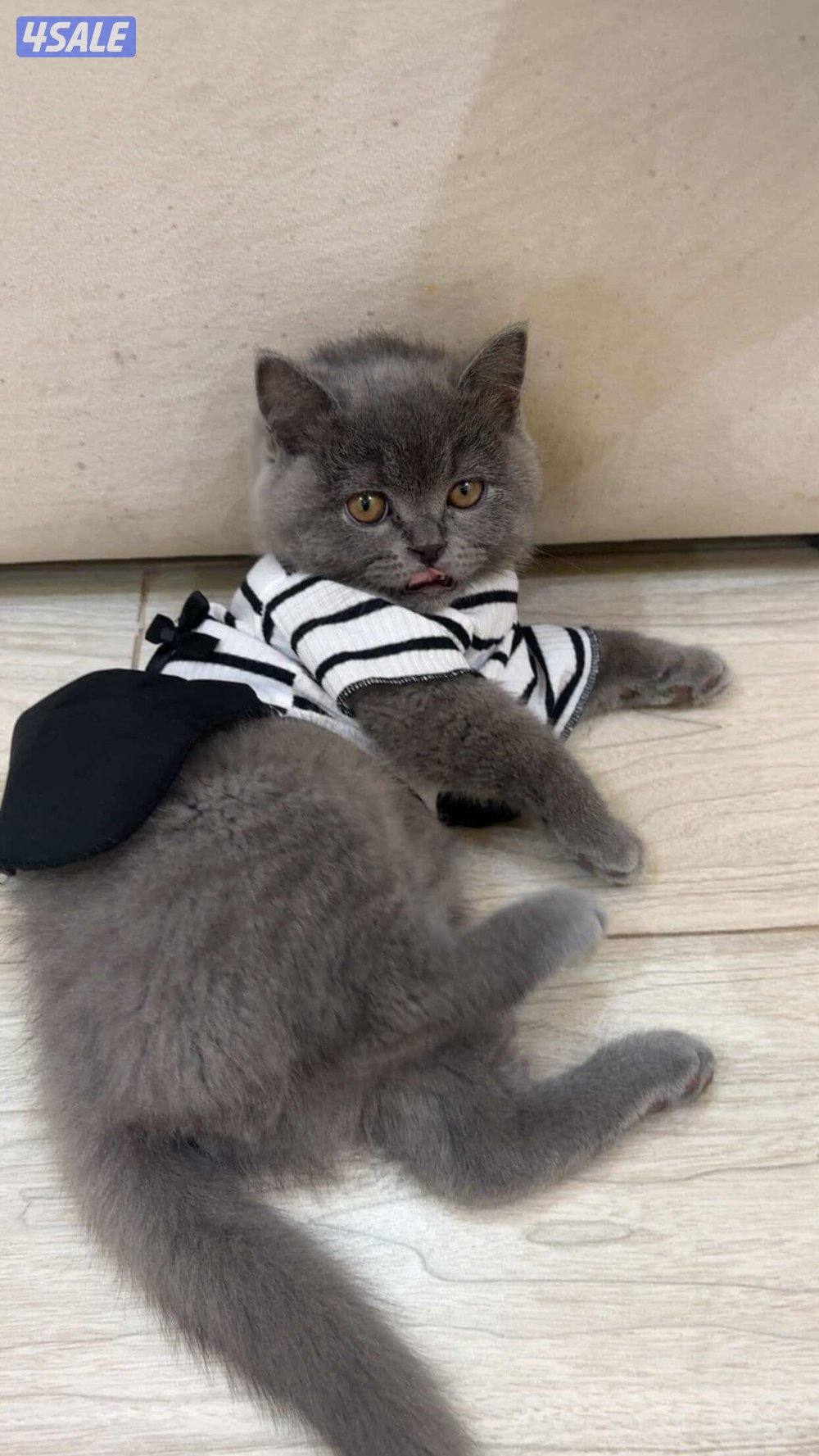 البيع برتش بيور متوفر نثيه وذكر0