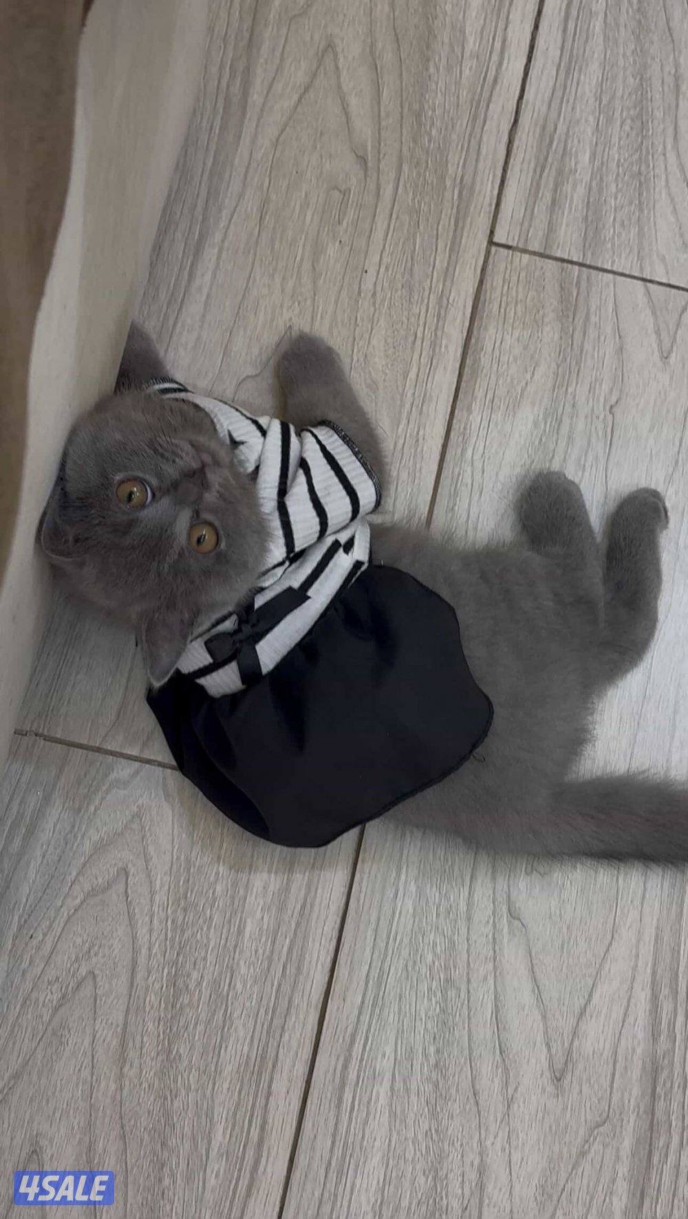 البيع برتش بيور متوفر نثيه وذكر1