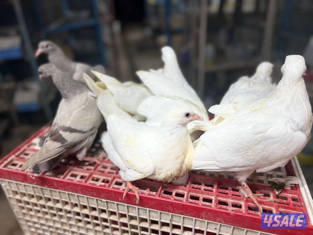 للبيع حمام لاحم للأكل ذبح يومي يوجد خدمة كما يوجد طبات لاحم3