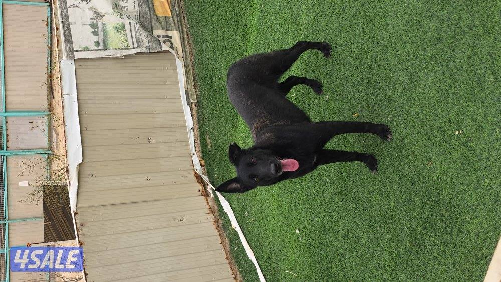 للبيع نثيه مالينو مكسيكي وارد الجزاير1