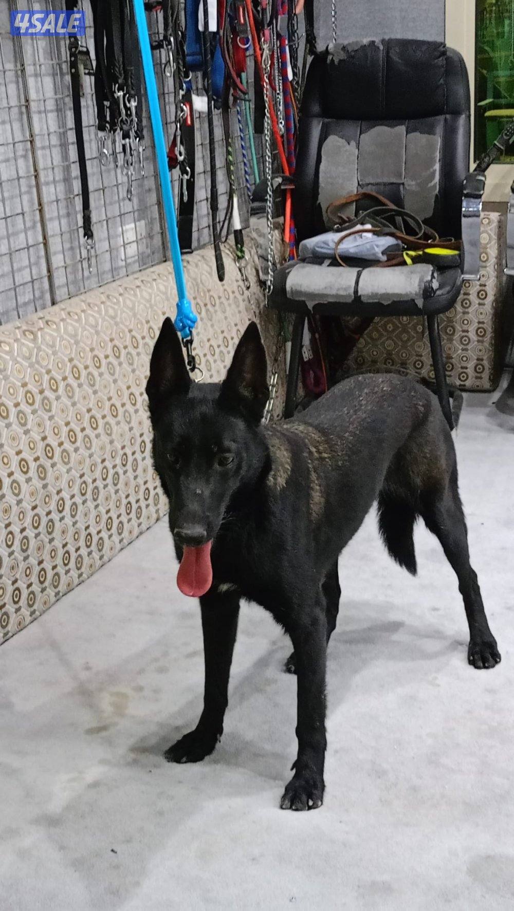 للبيع نثيه مالينو مكسيكي وارد الجزاير0