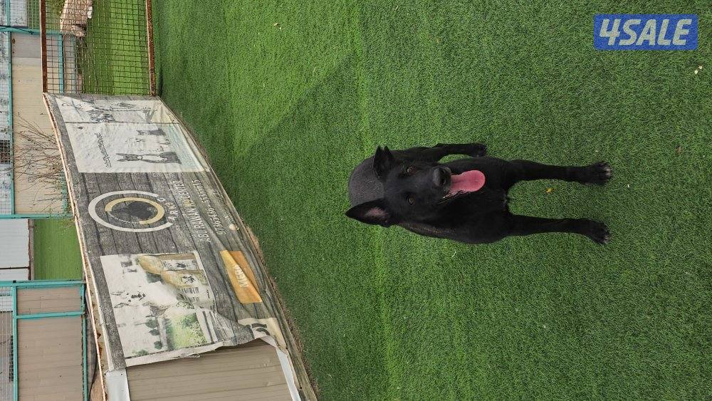 للبيع نثيه مالينو مكسيكي وارد الجزاير2