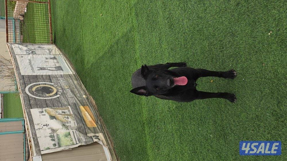 للبيع نثيه مالينو مكسيكي وارد الجزاير4