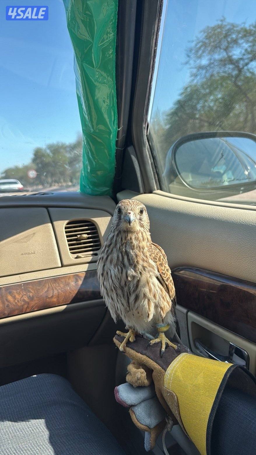 للبيع طيور0