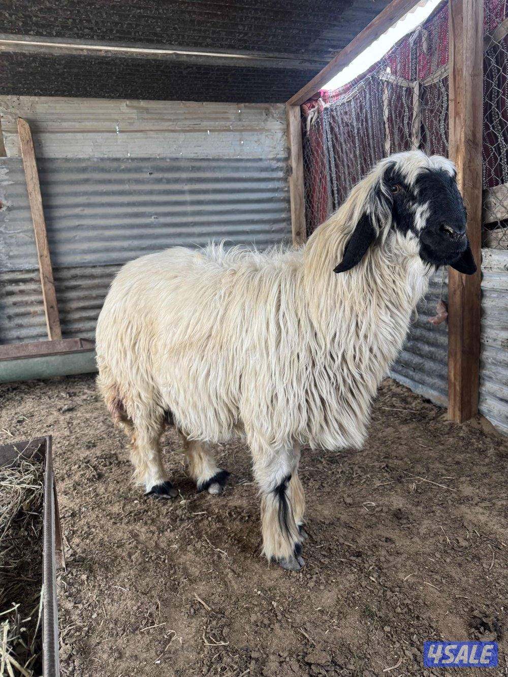 للبيع نعجه عربيه0