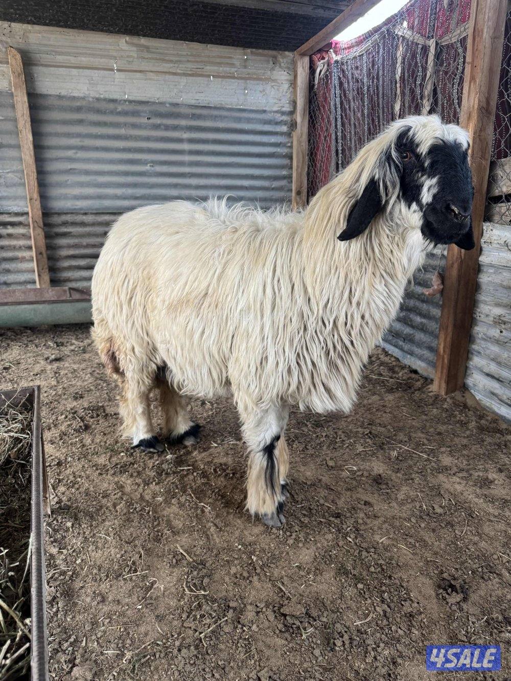 للبيع نعجه عربيه2