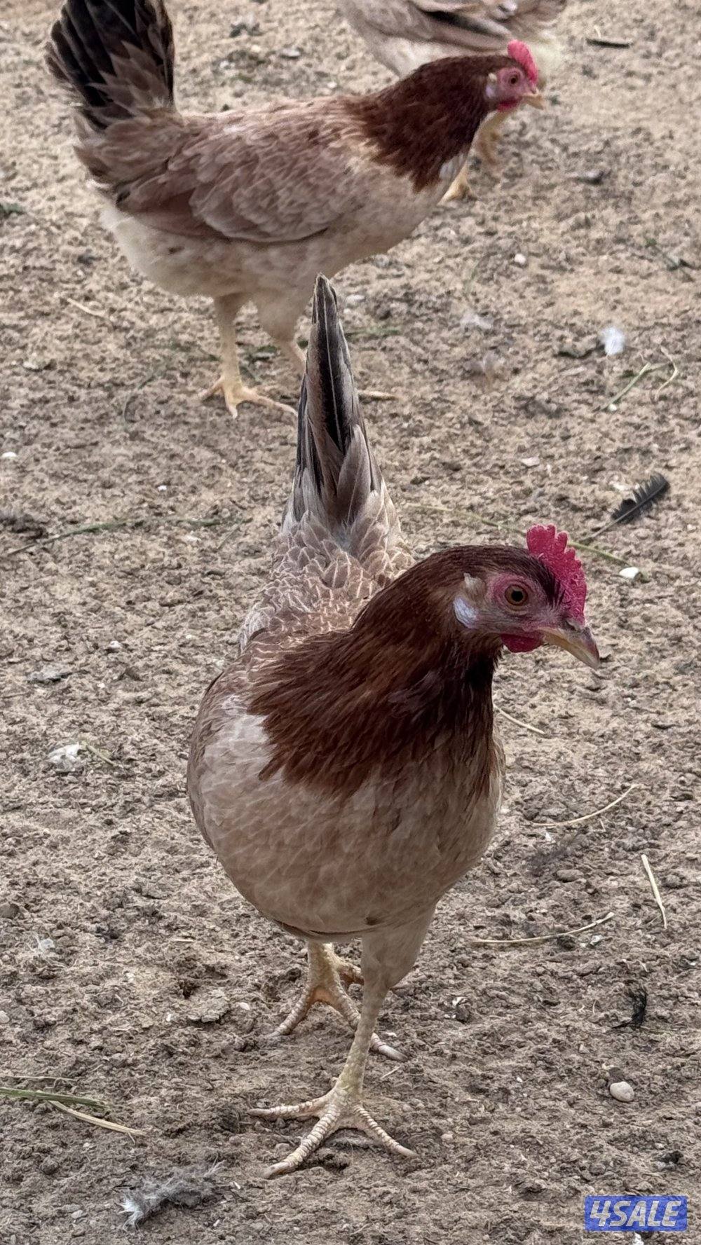 للبيع مجموعه عربي قديم سيافي دم نظيف بيور بياض وشرط الصحه0