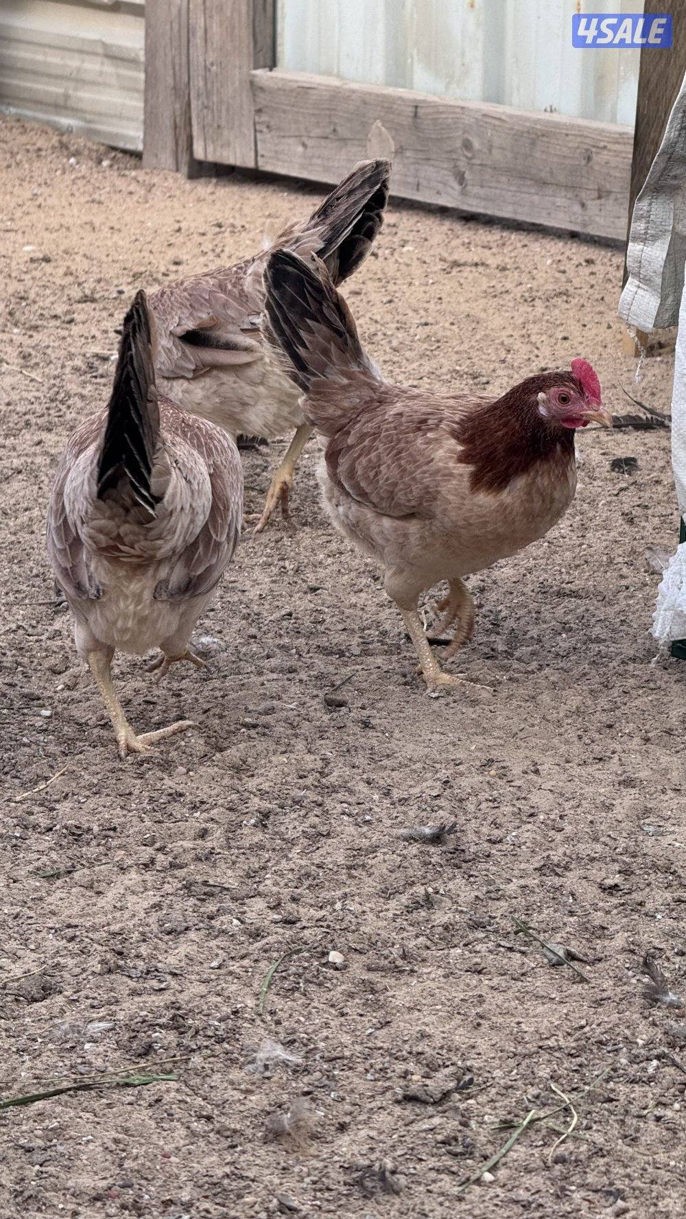 للبيع مجموعه عربي قديم سيافي دم نظيف بيور بياض وشرط الصحه1