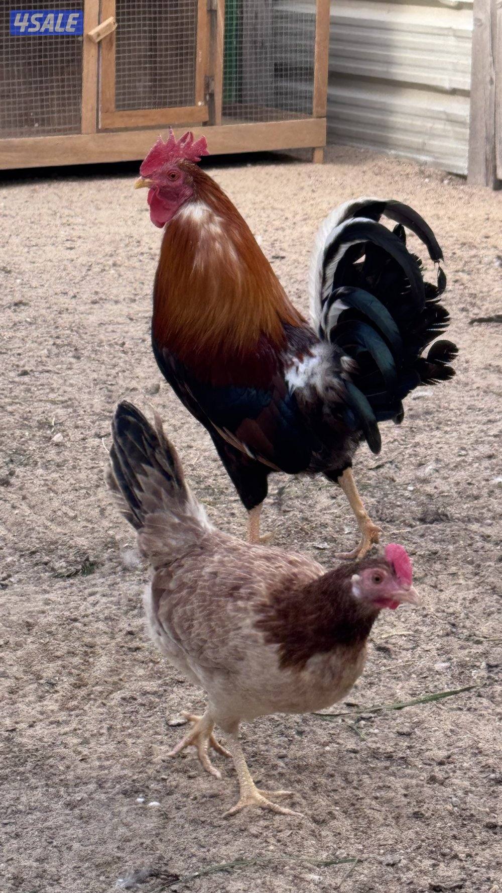 للبيع مجموعه عربي قديم سيافي دم نظيف بيور بياض وشرط الصحه2