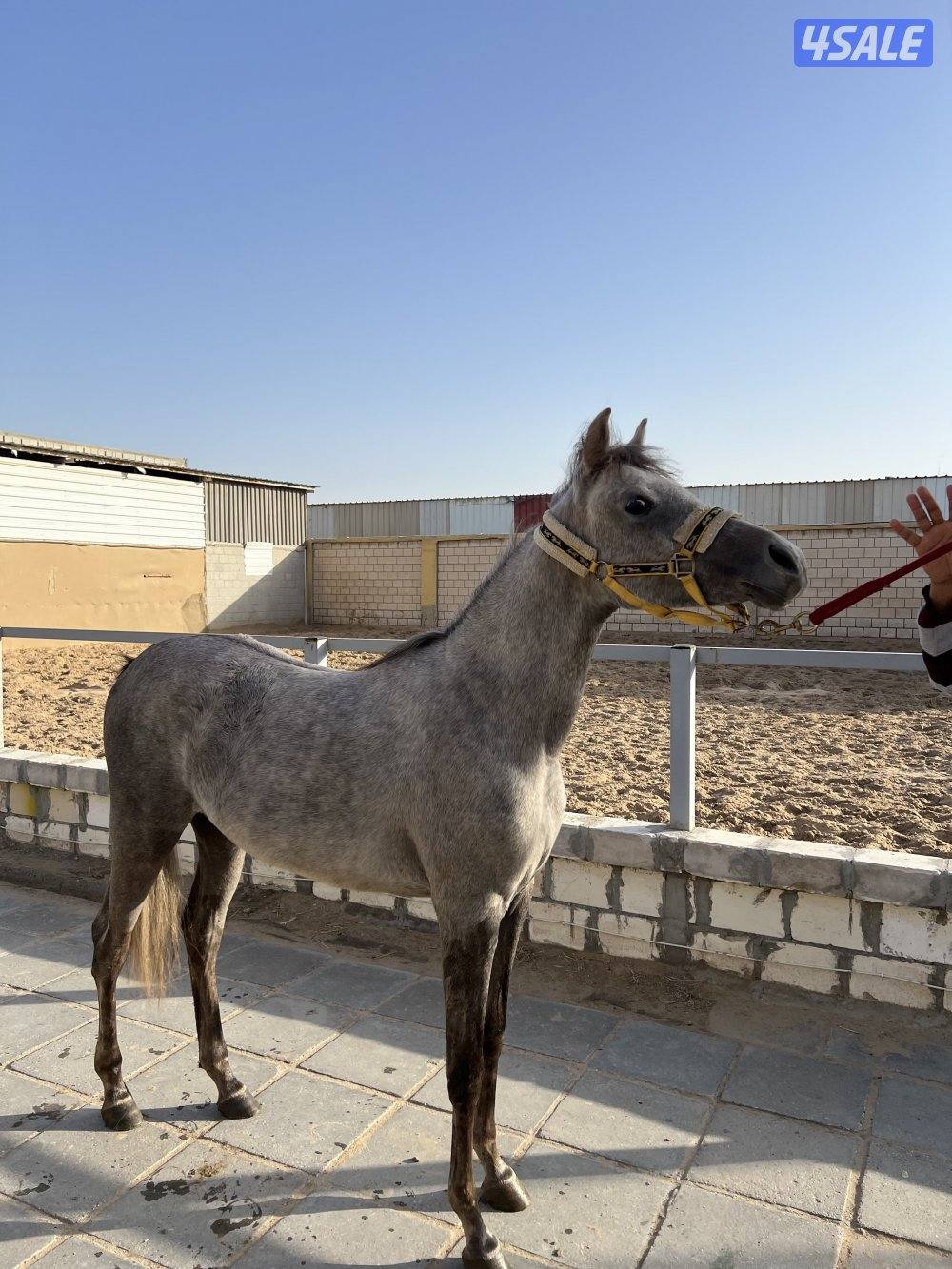 مهره مصرية0