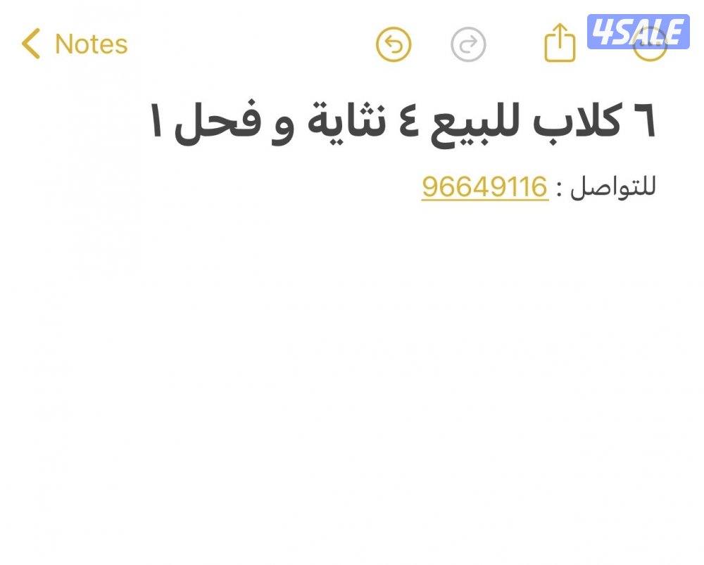 6 كلاب للبيع4نثايه وفحل1للتواصل:1