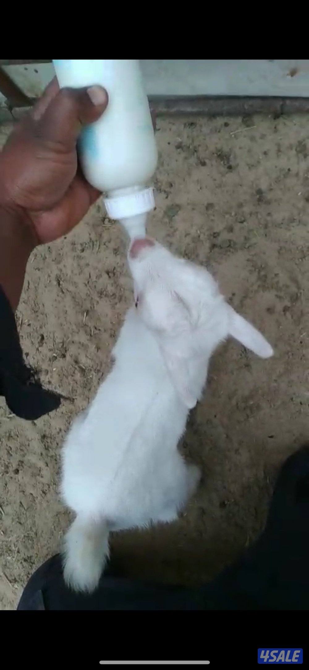 معزا جيكية مطافيل للبيع العدد ٤ تحتهم ٥ البيع جمله او تفريد0