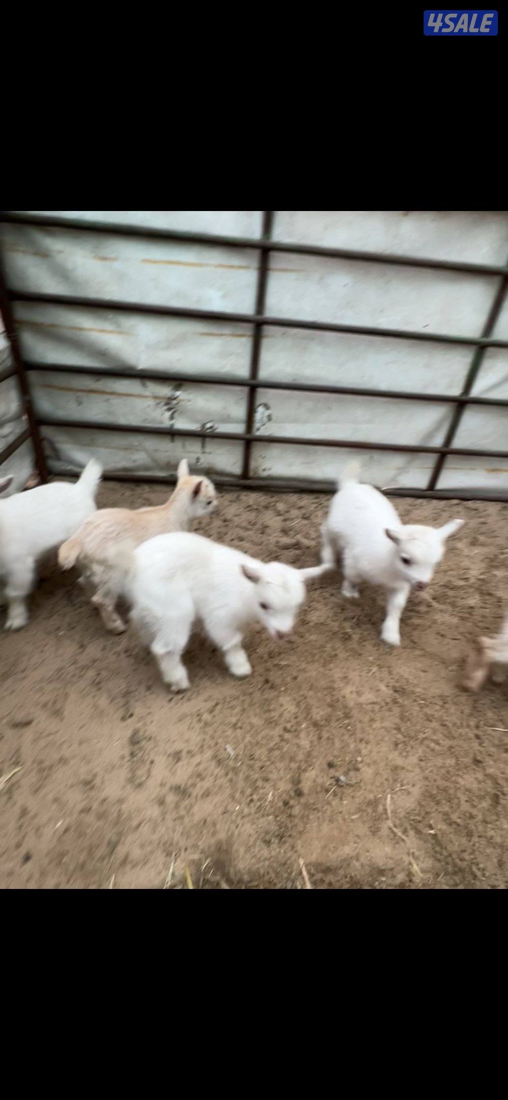 معزا جيكية مطافيل للبيع العدد ٤ تحتهم ٥ البيع جمله او تفريد1