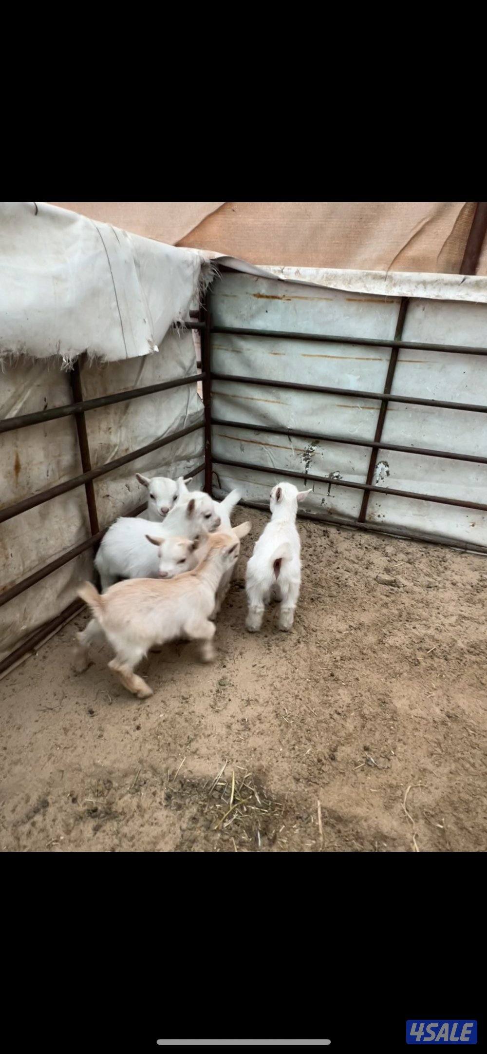 معزا جيكية مطافيل للبيع العدد ٤ تحتهم ٥ البيع جمله او تفريد2