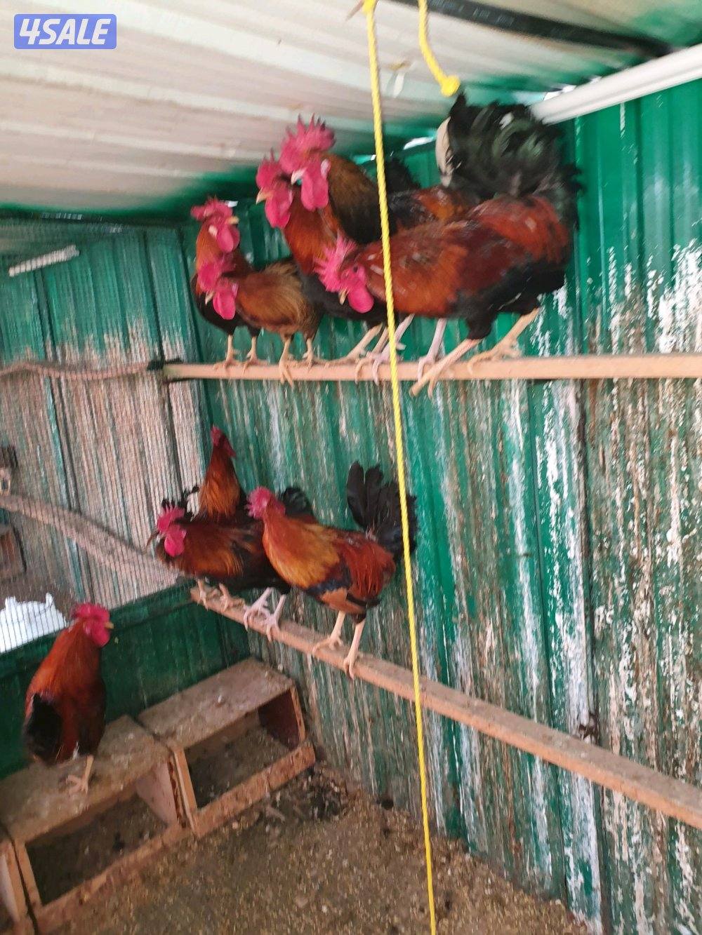 للبيع فري عادى ودياكه7