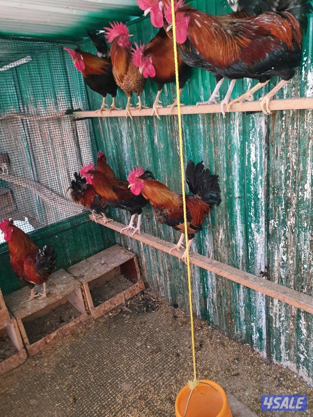 للبيع فري عادى ودياكه8