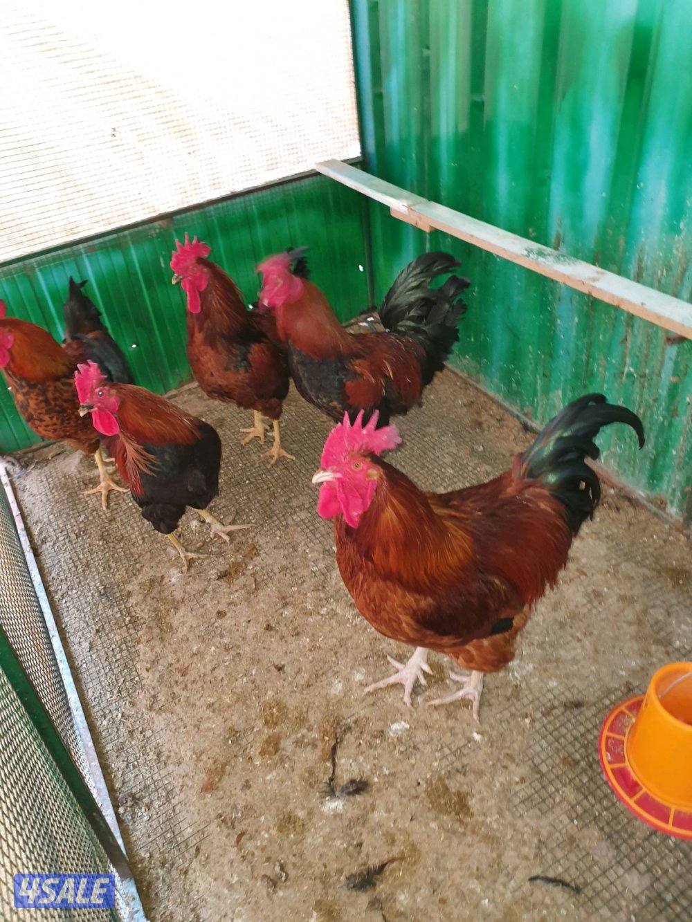 للبيع فري عادى ودياكه9