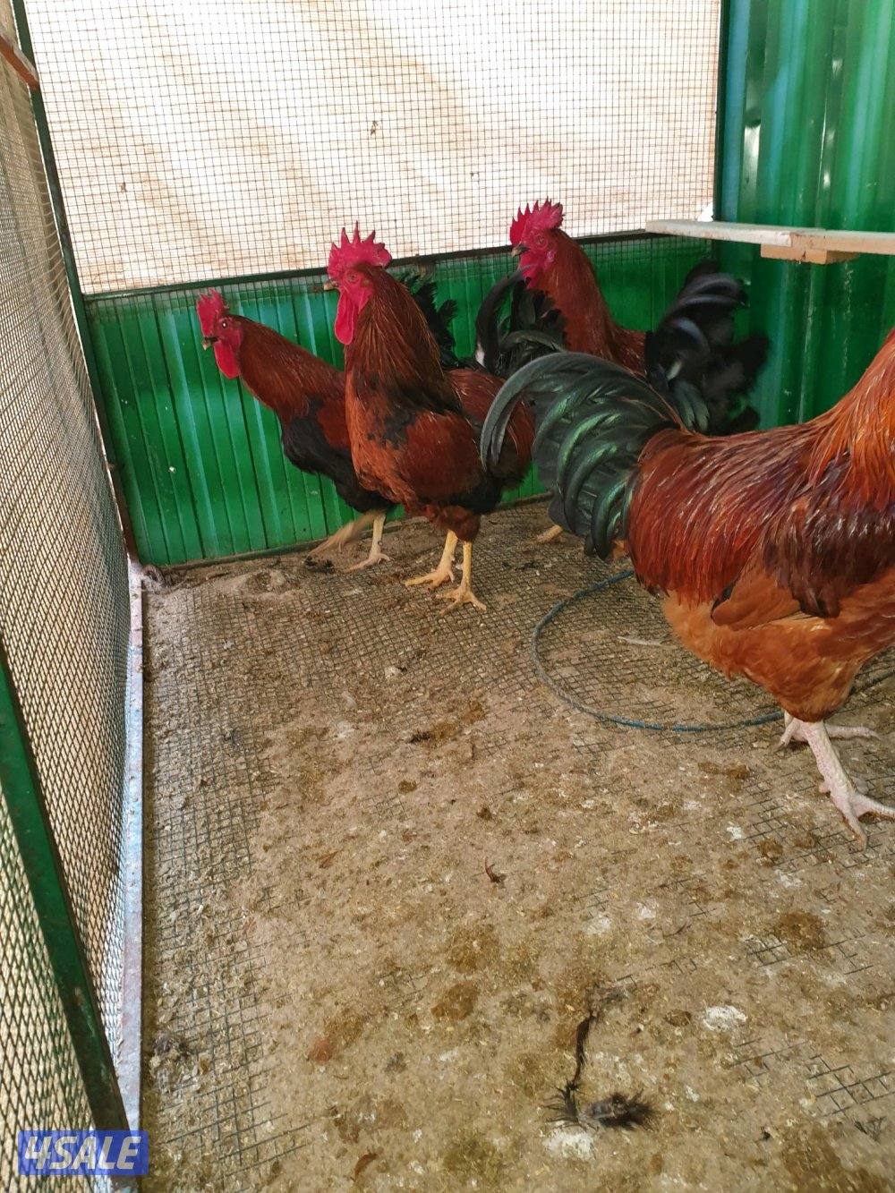 للبيع فري عادى ودياكه10