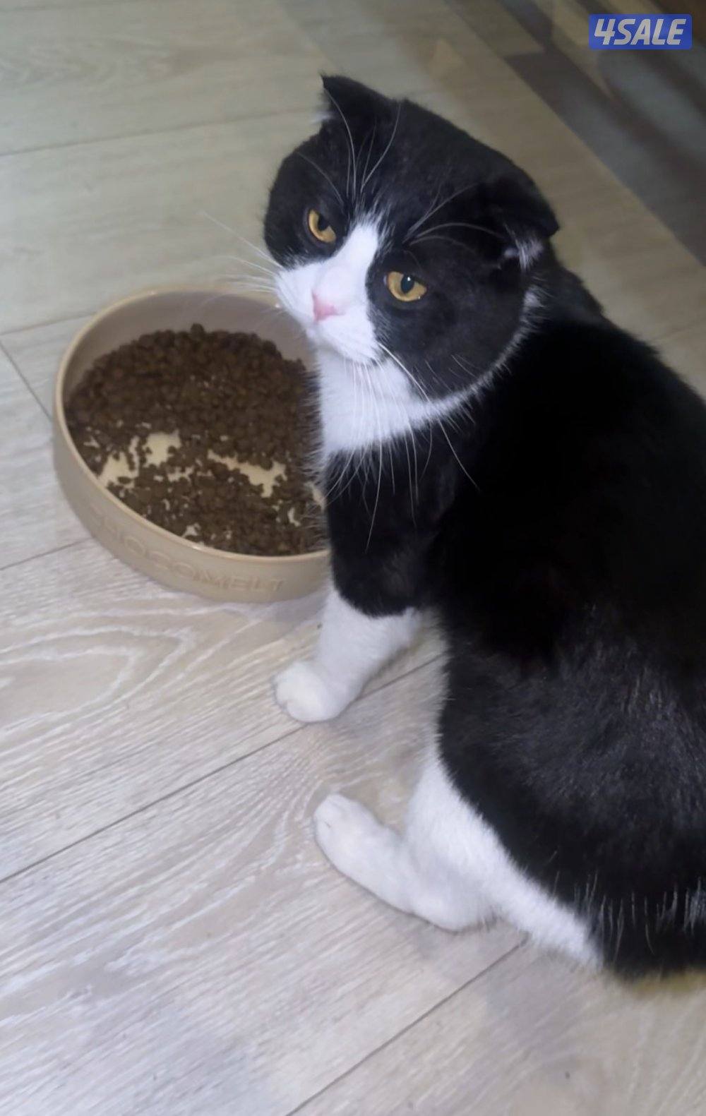 قطط للتبني - تيكسيدو ذكر - شيرازي معقم ذكر1