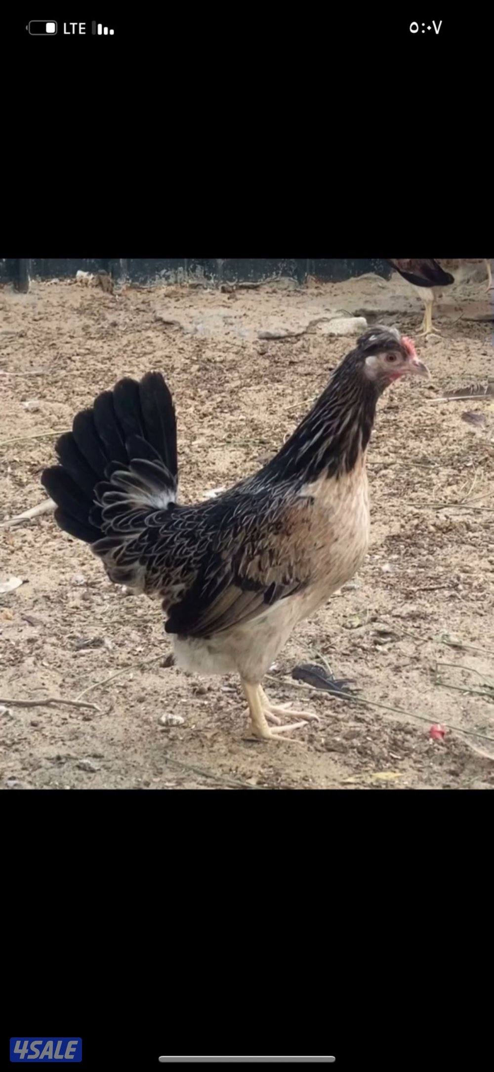 للبيع دجاج وبيض باذن الله ملقح0