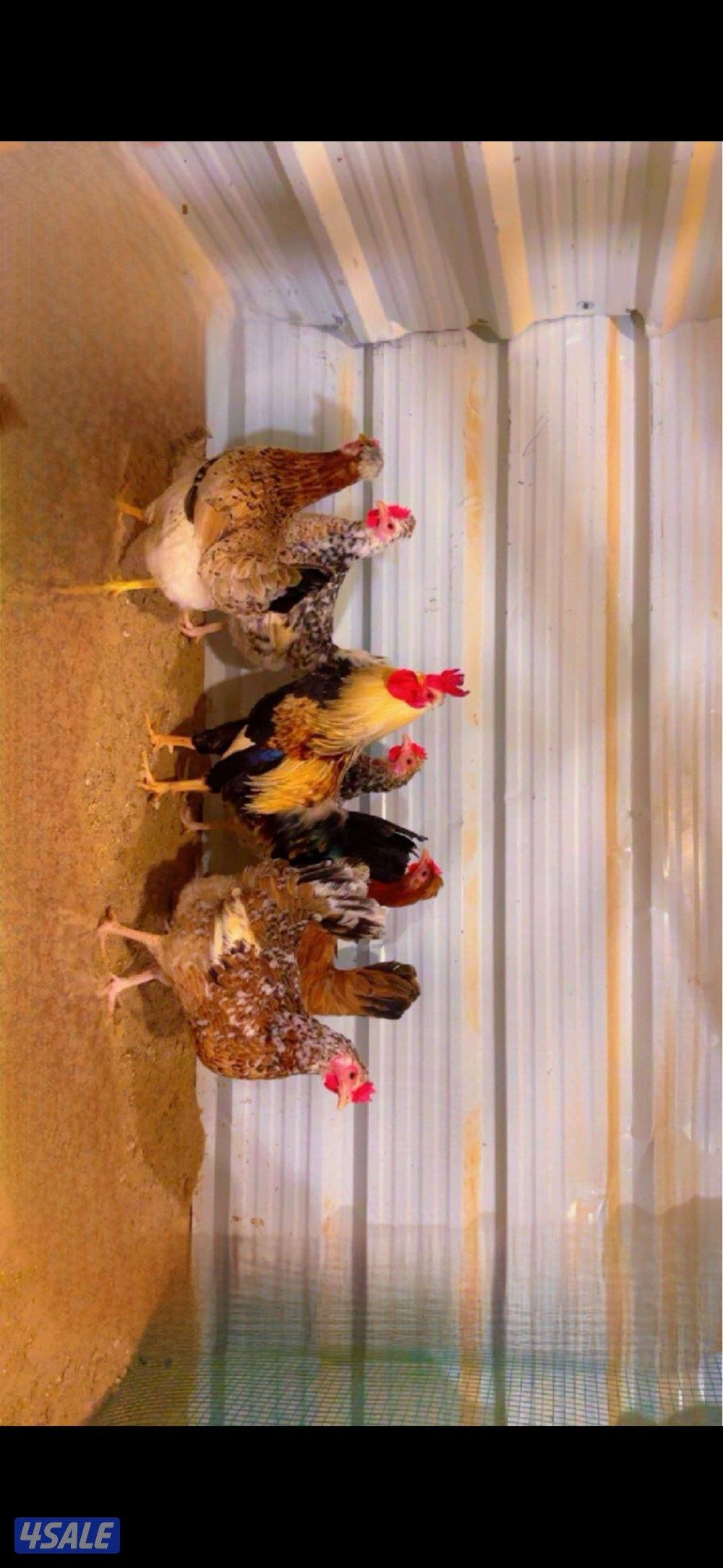 للبيع دجاج وبيض باذن الله ملقح1