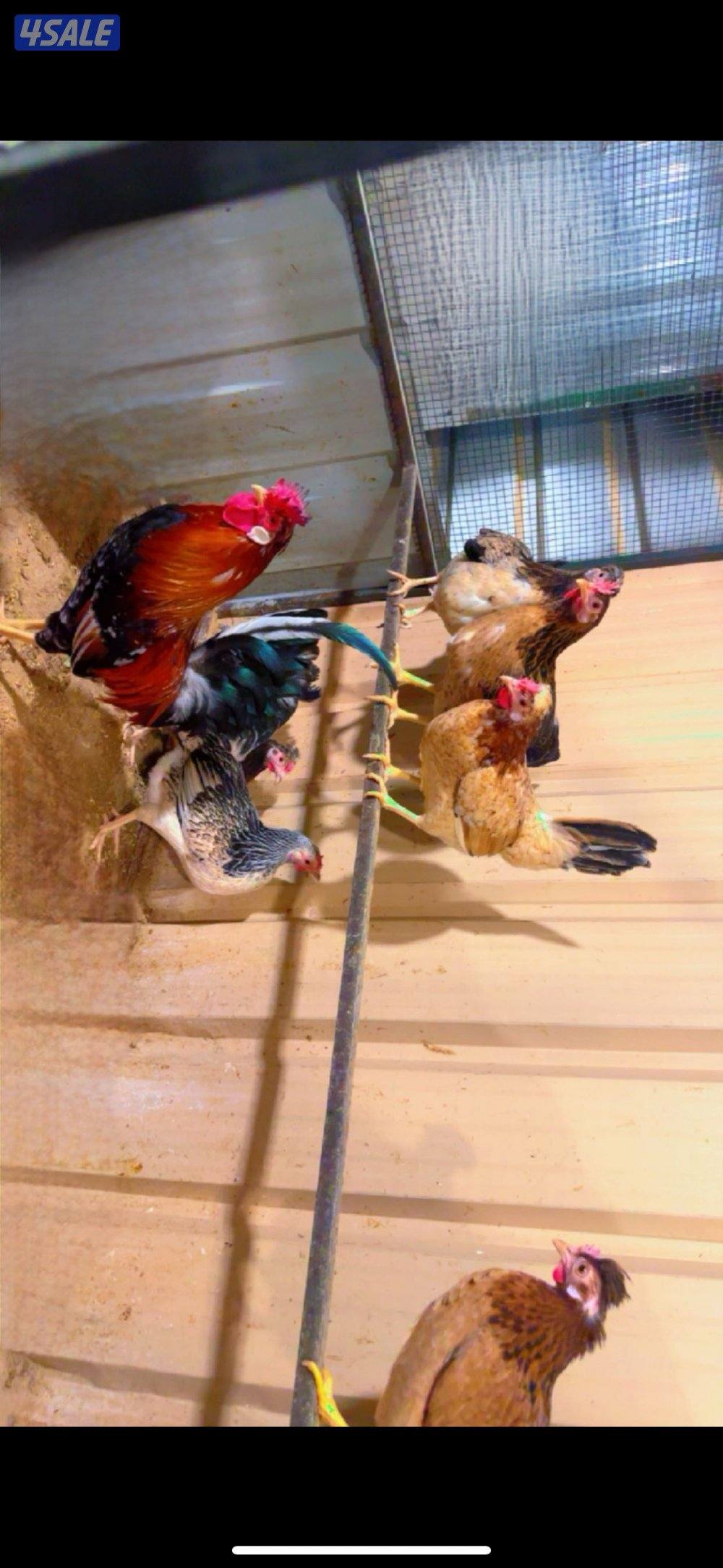 للبيع دجاج وبيض باذن الله ملقح2