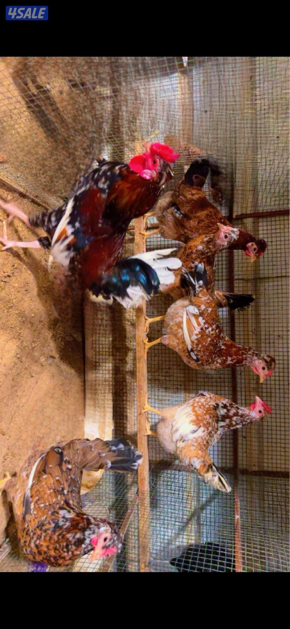 للبيع دجاج وبيض باذن الله ملقح3