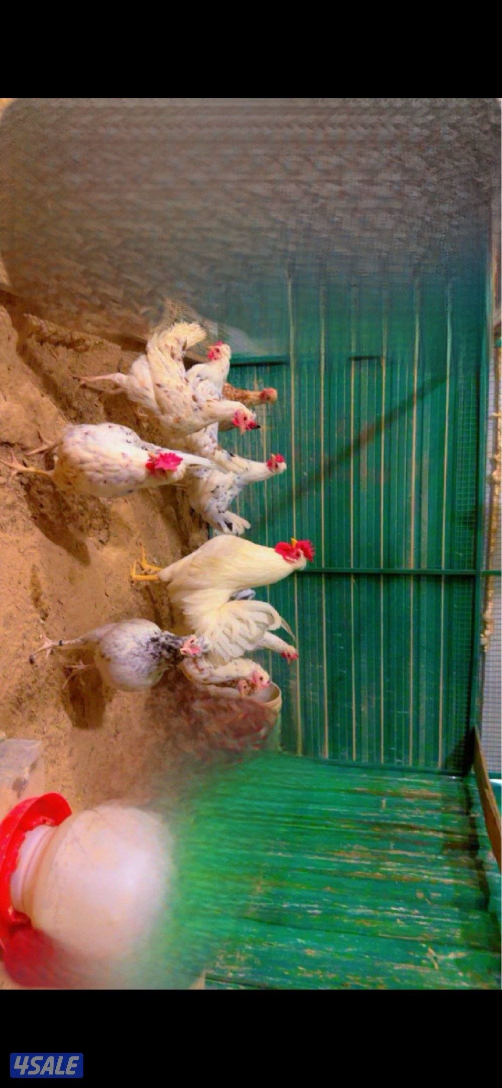 للبيع دجاج وبيض باذن الله ملقح5