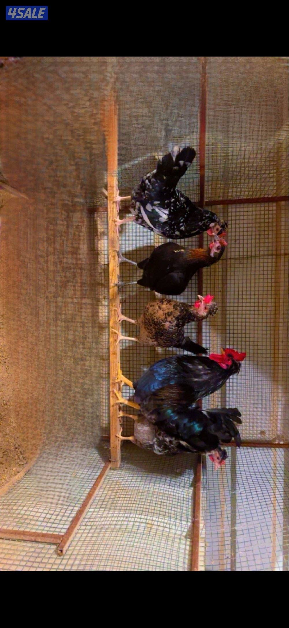 للبيع دجاج وبيض باذن الله ملقح8